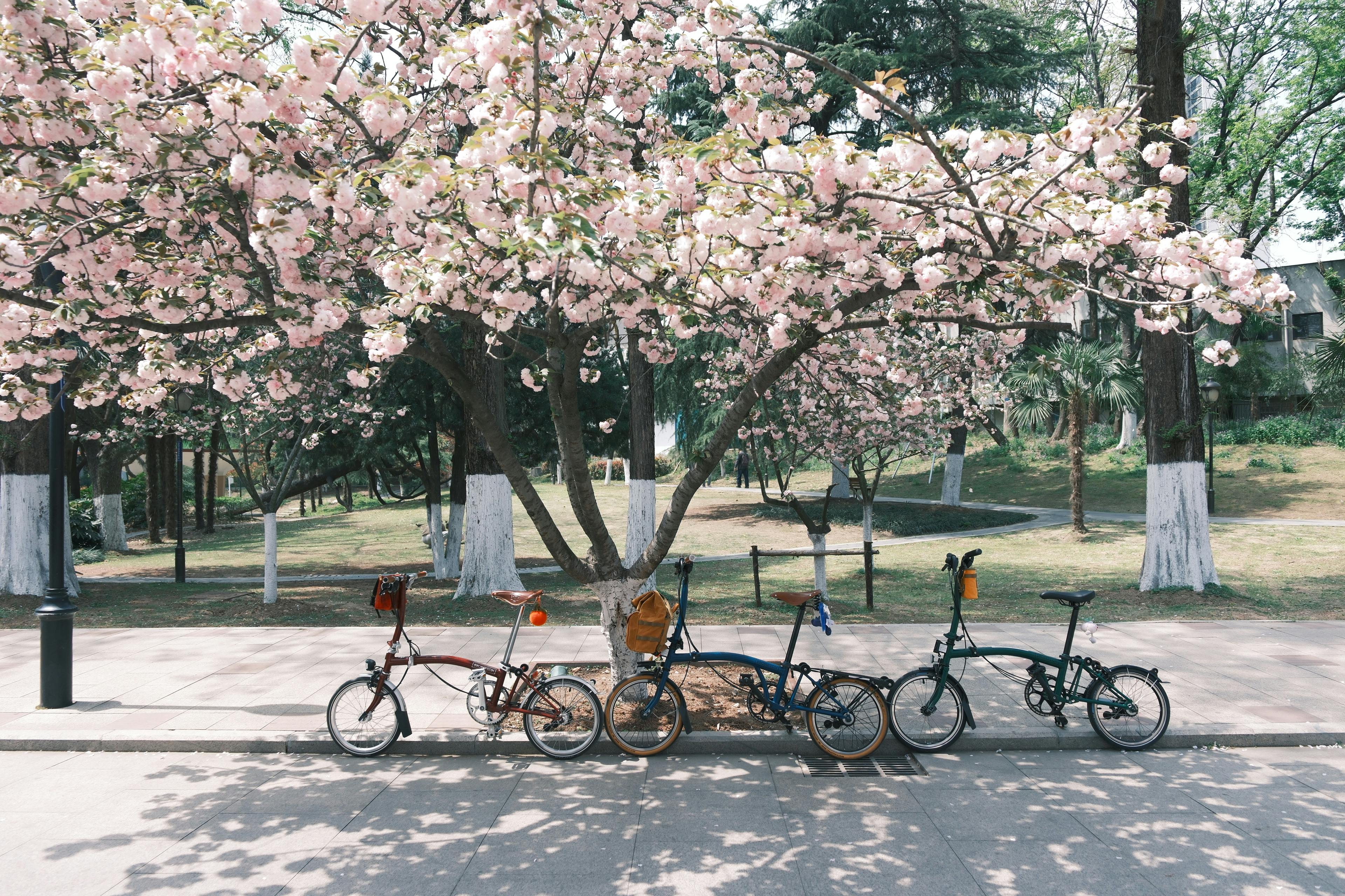 How Folding Ebikes Are Changing Urban Mobility — Photo by Joanie xie on Pexels
