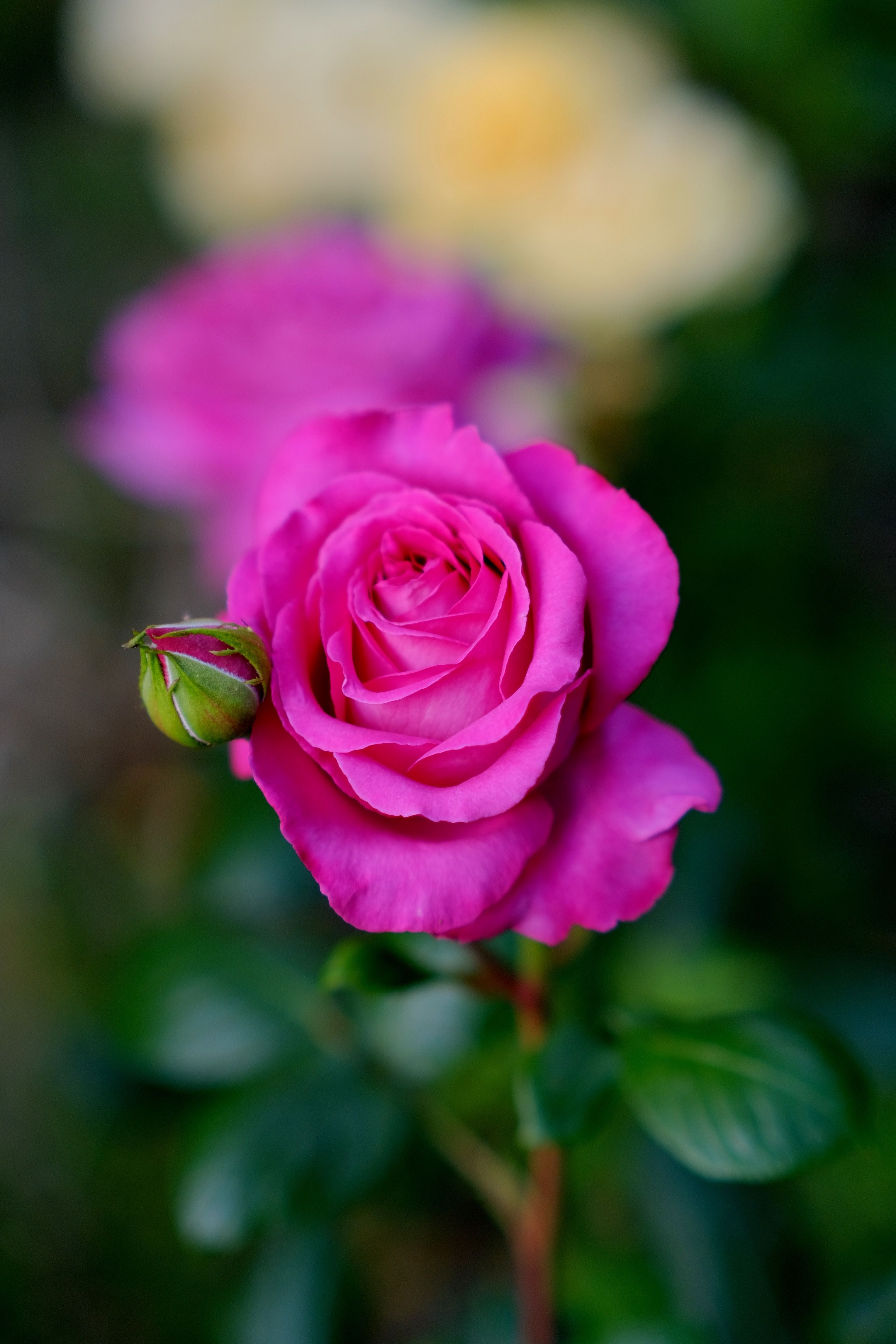 Close-up of Vibrant Pink Rose in Bloom · Free Stock Photo