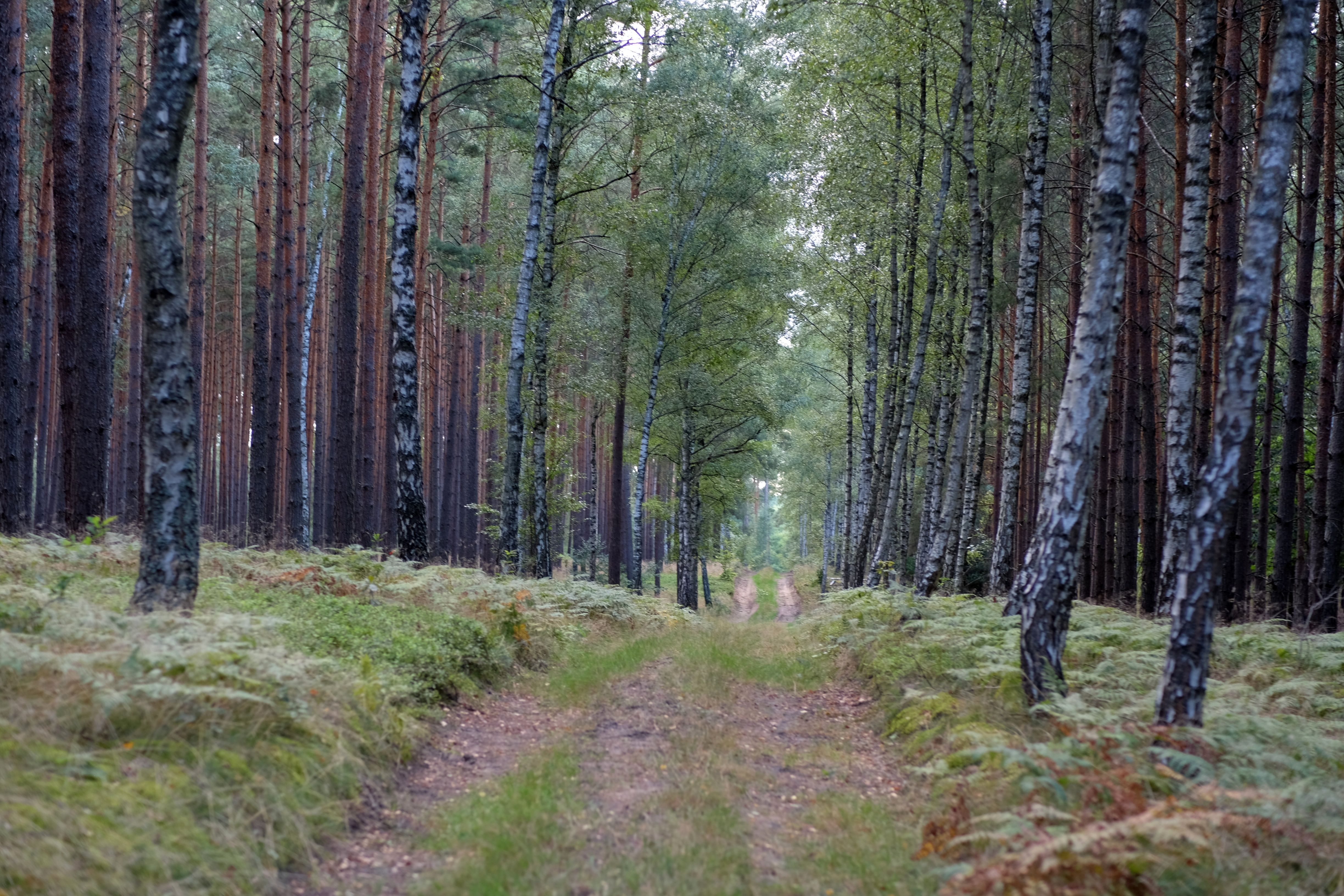 Tranquil Forest Path Amidst Tall Trees · Free Stock Photo