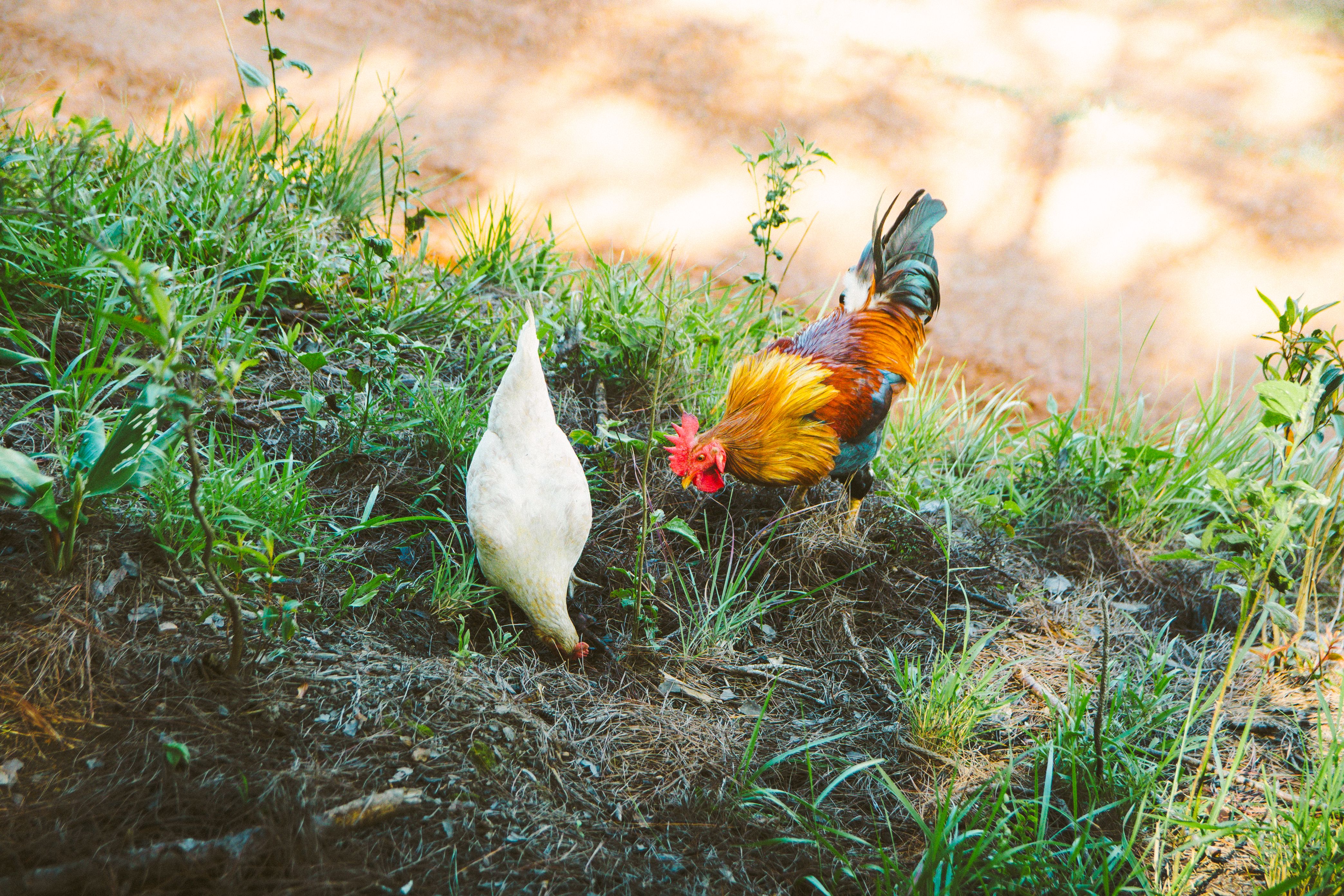 A vibrant rooster and white hen foraging in the greenery of Lâm Đồng, Vietnam.