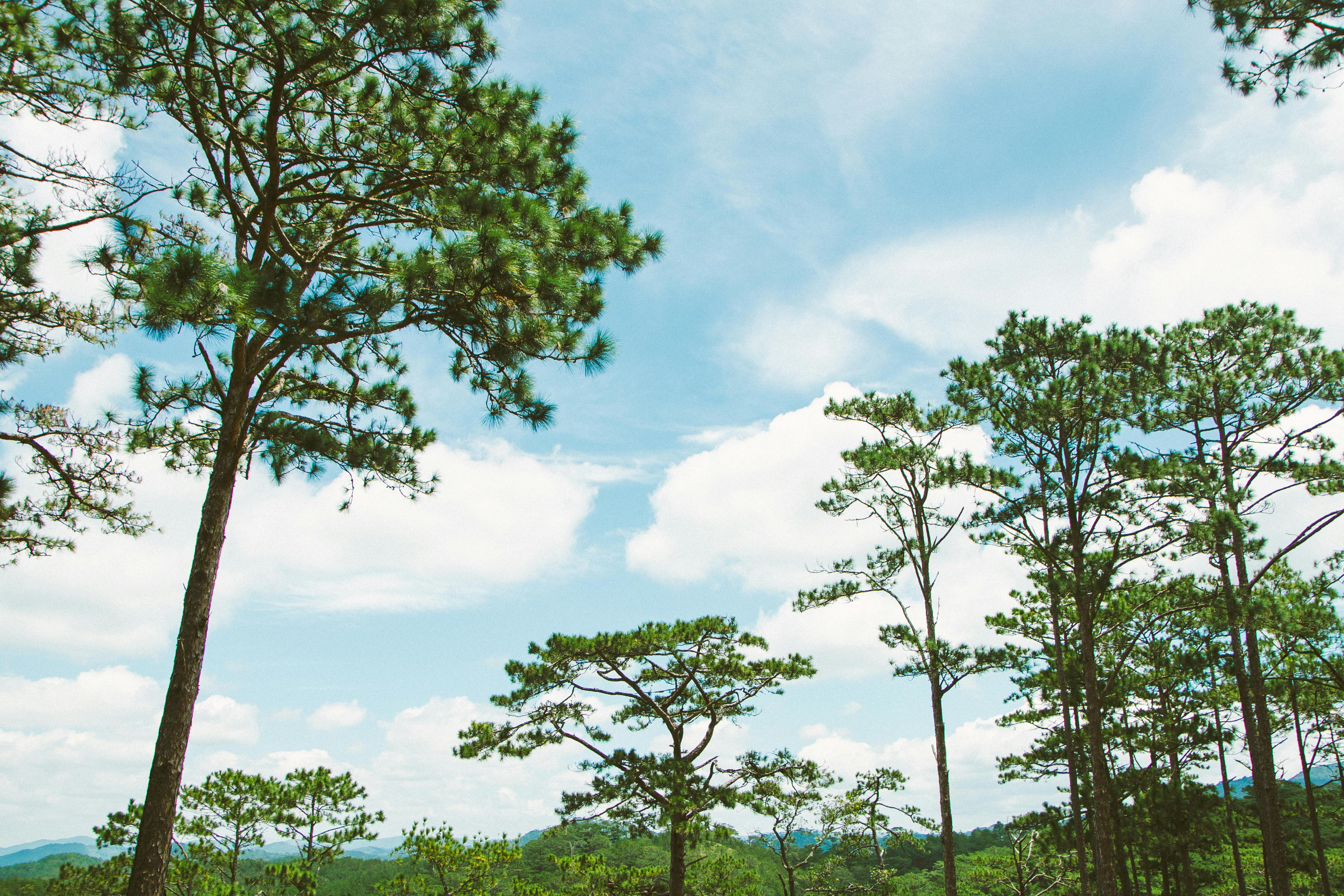 Discover the tranquil beauty of tall pine trees under a clear blue sky in Lâm Đồng, Vietnam.