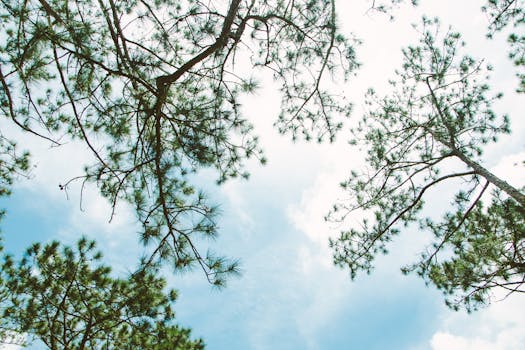 Looking up at pine trees against a bright blue sky in Lâm Đồng, Vietnam.