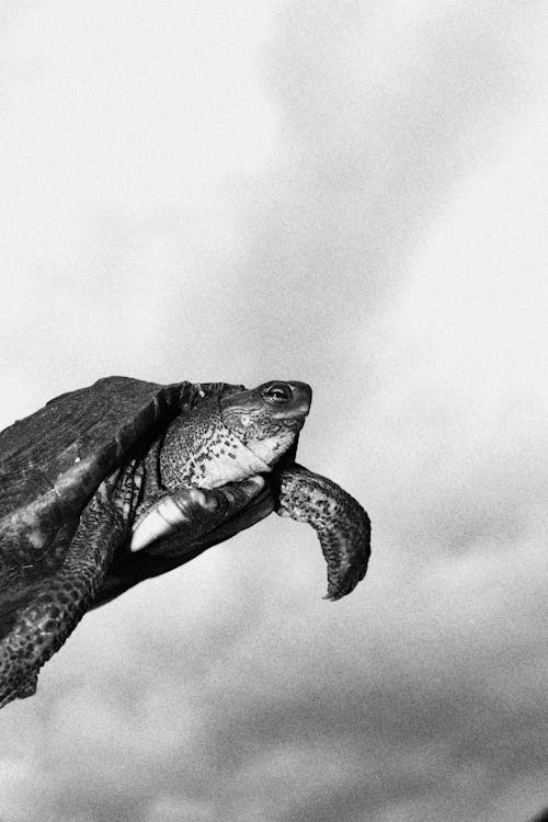 Monochrome Photo Of Turtle