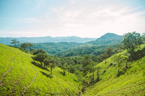 Free Beautiful landscape of lush green hills and trees in Lâm Đồng, Việt Nam. Stock Photo