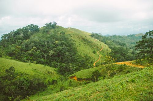 Free Explore the lush, rolling hills of Lâm Đồng, Việt Nam, with vibrant greenery and winding paths. Stock Photo