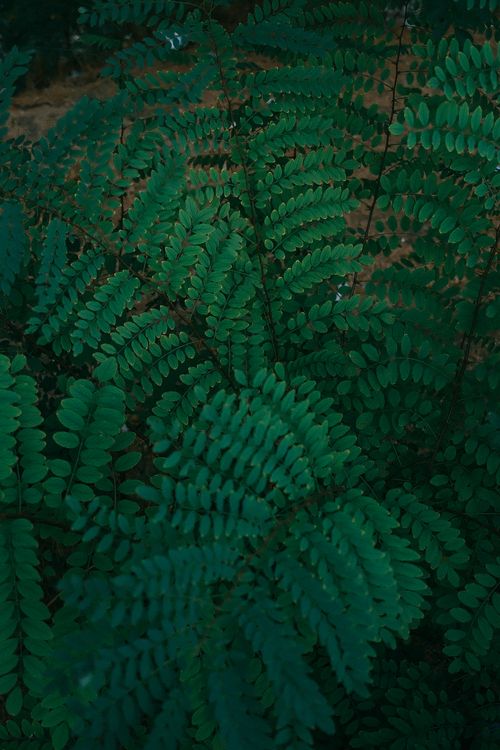 Free Vibrant green ferns fill the frame in a serene outdoor setting, showcasing nature's beauty. Stock Photo