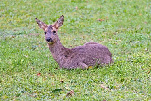 A roe deer lying peacefully on a grass field in a natural area, showcasing wildlife beauty.