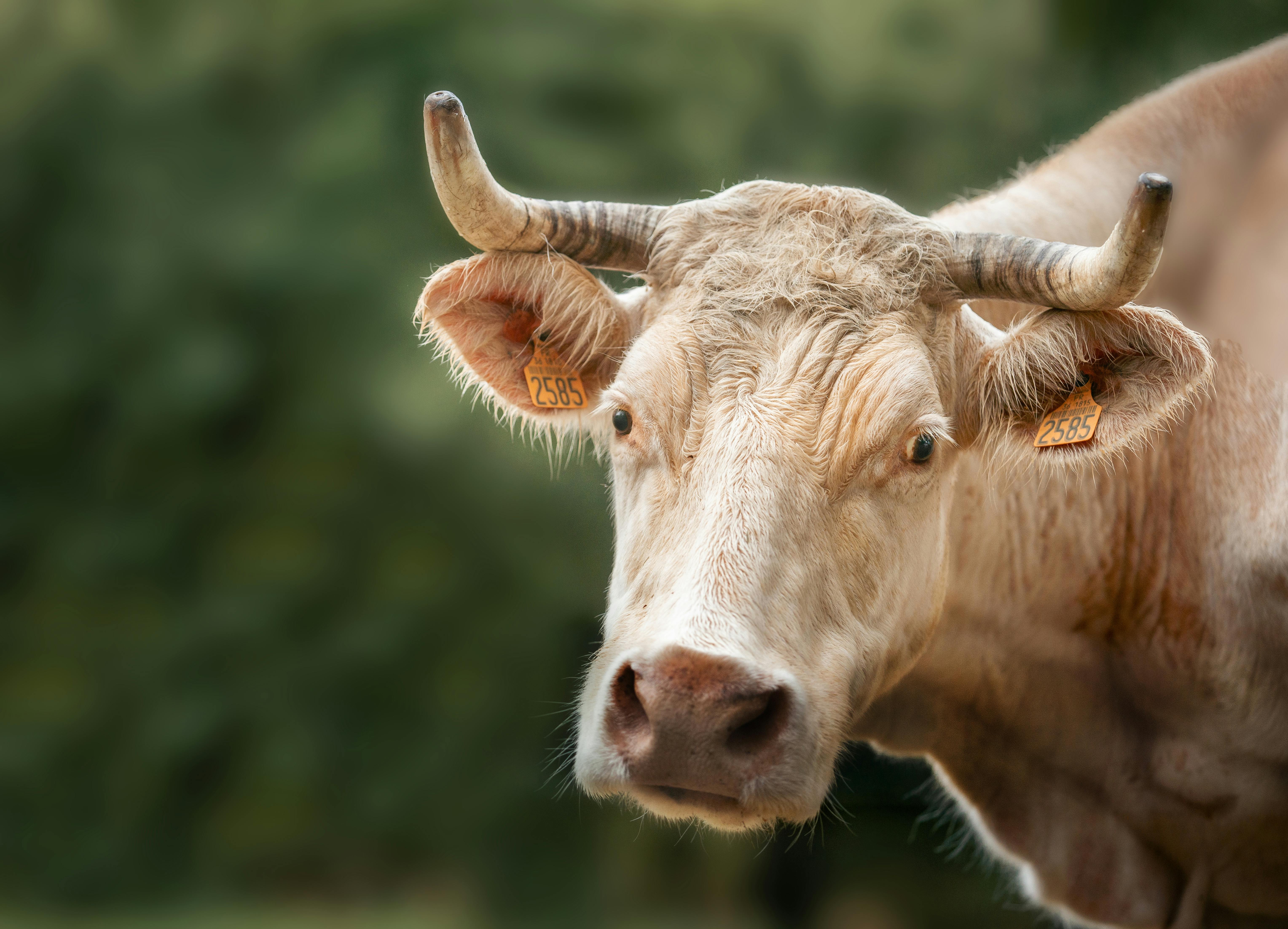 NASC proposes Animal Health Supplement Act for regulatory clarity — Photo by Majkel Berger on Pexels