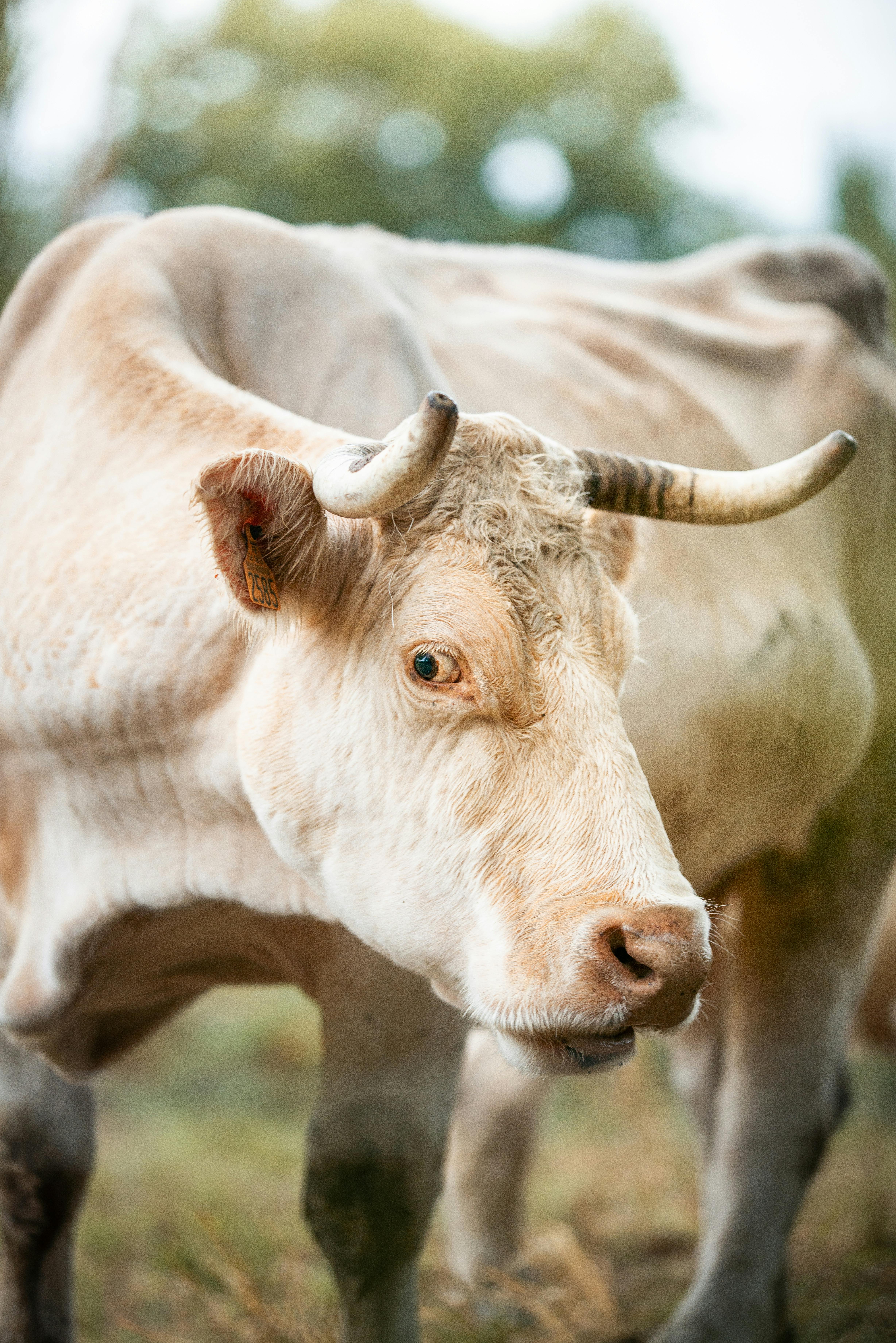 うし 上野動物園｜東京都台東区 - USHICAMERA