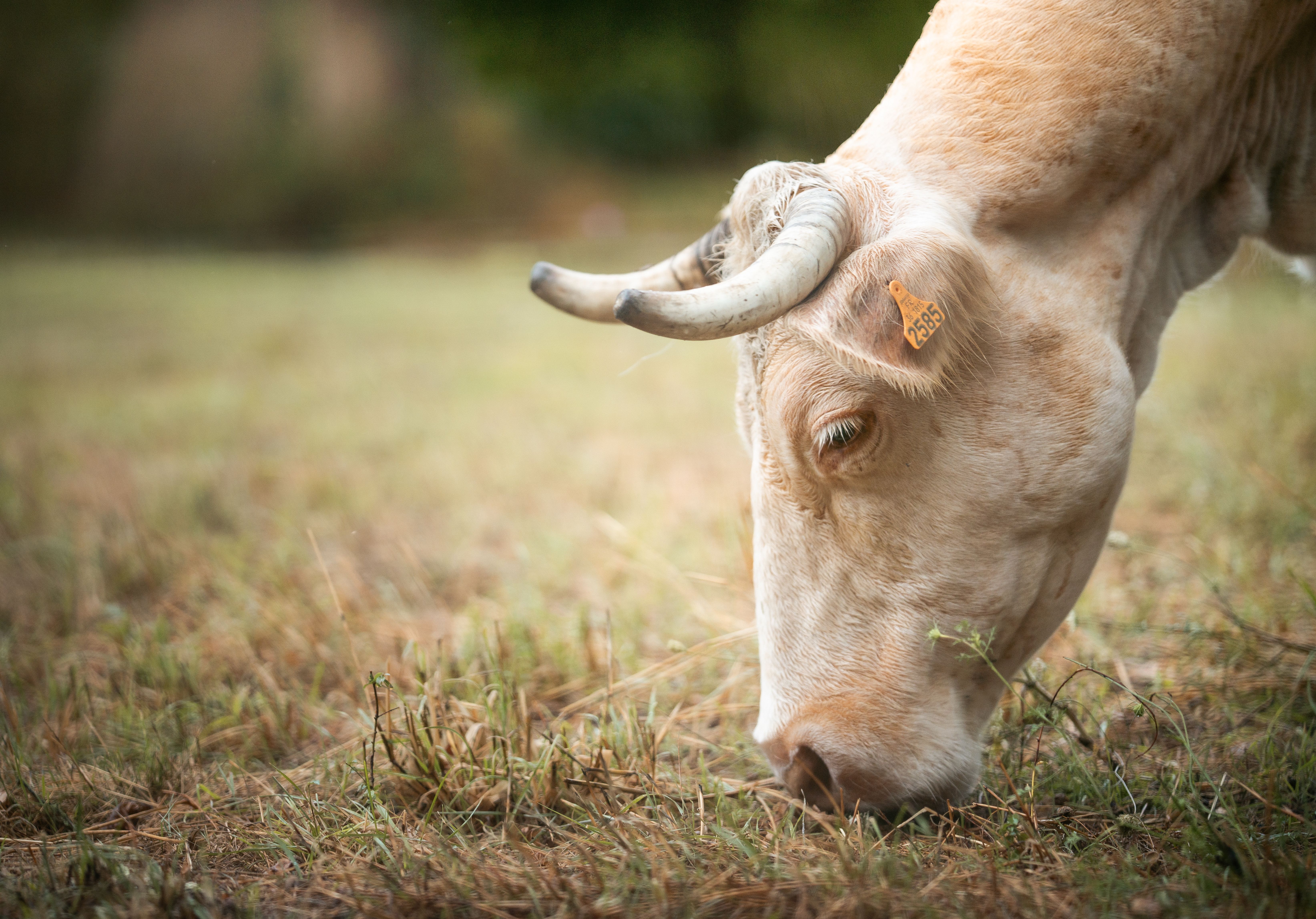 NASC proposes Animal Health Supplement Act for regulatory clarity — Photo by Majkel Berger on Pexels