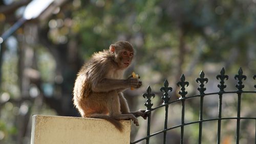 Free A rhesus macaque sitting on a fence, nibbling on a piece of fruit in a sunny outdoor setting. Stock Photo