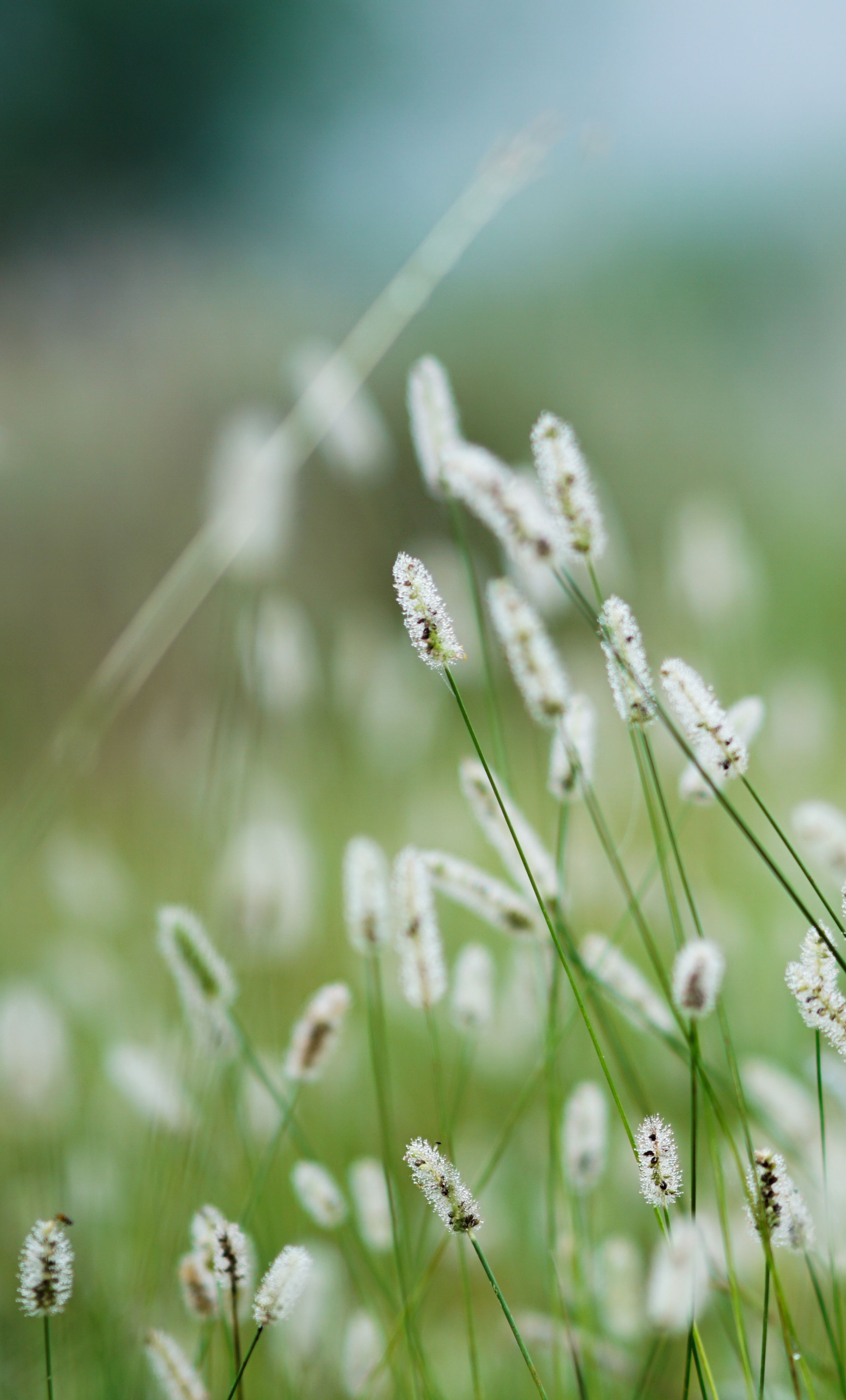 A serene scene of tall wild grasses gently swaying outdoors, capturing the essence of nature's calm.