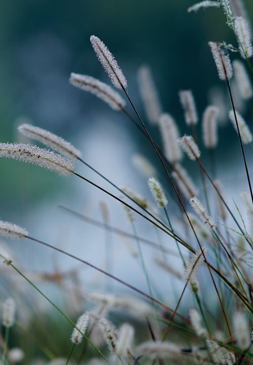 Free Vivid close-up of grass with morning dew, showcasing nature's delicate beauty in a serene meadow setting. Stock Photo