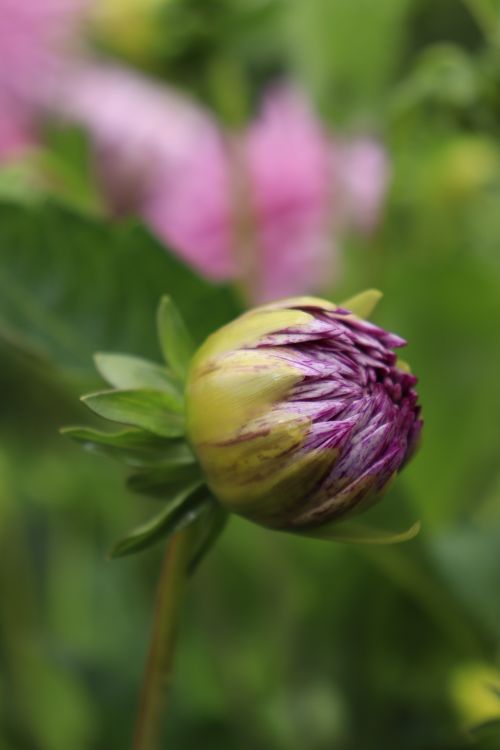 Free Detailed close-up of a vibrant dahlia bud in a Karlsruhe garden. Stock Photo