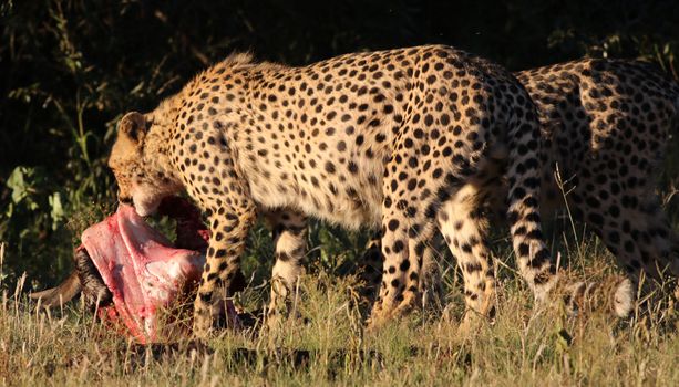 A wild cheetah in South Africa caught mid-meal in its natural habitat.