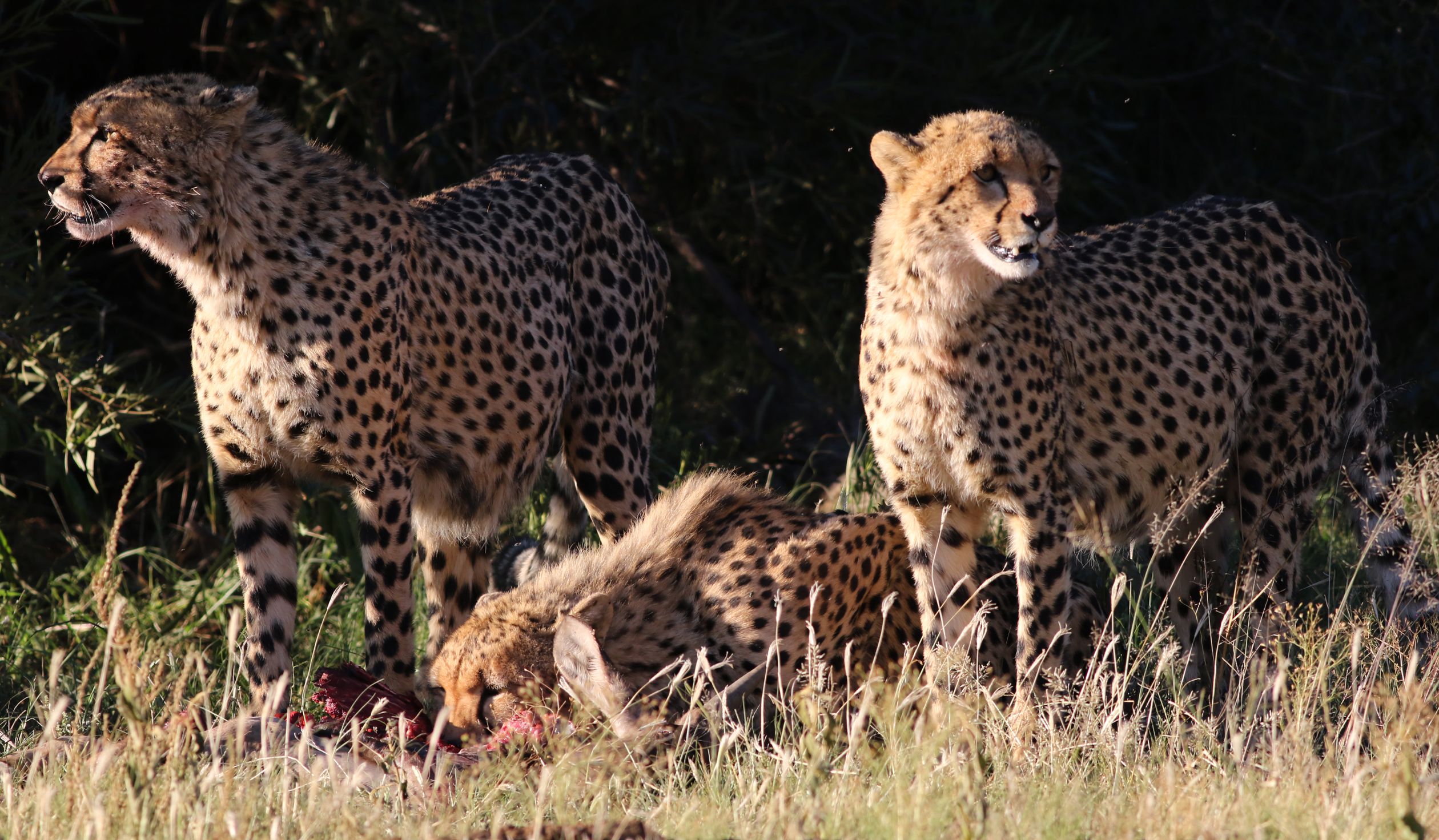 Cheetahs Vibrant Cheetahs Hunting in South African Reserve · Free Stock Photo