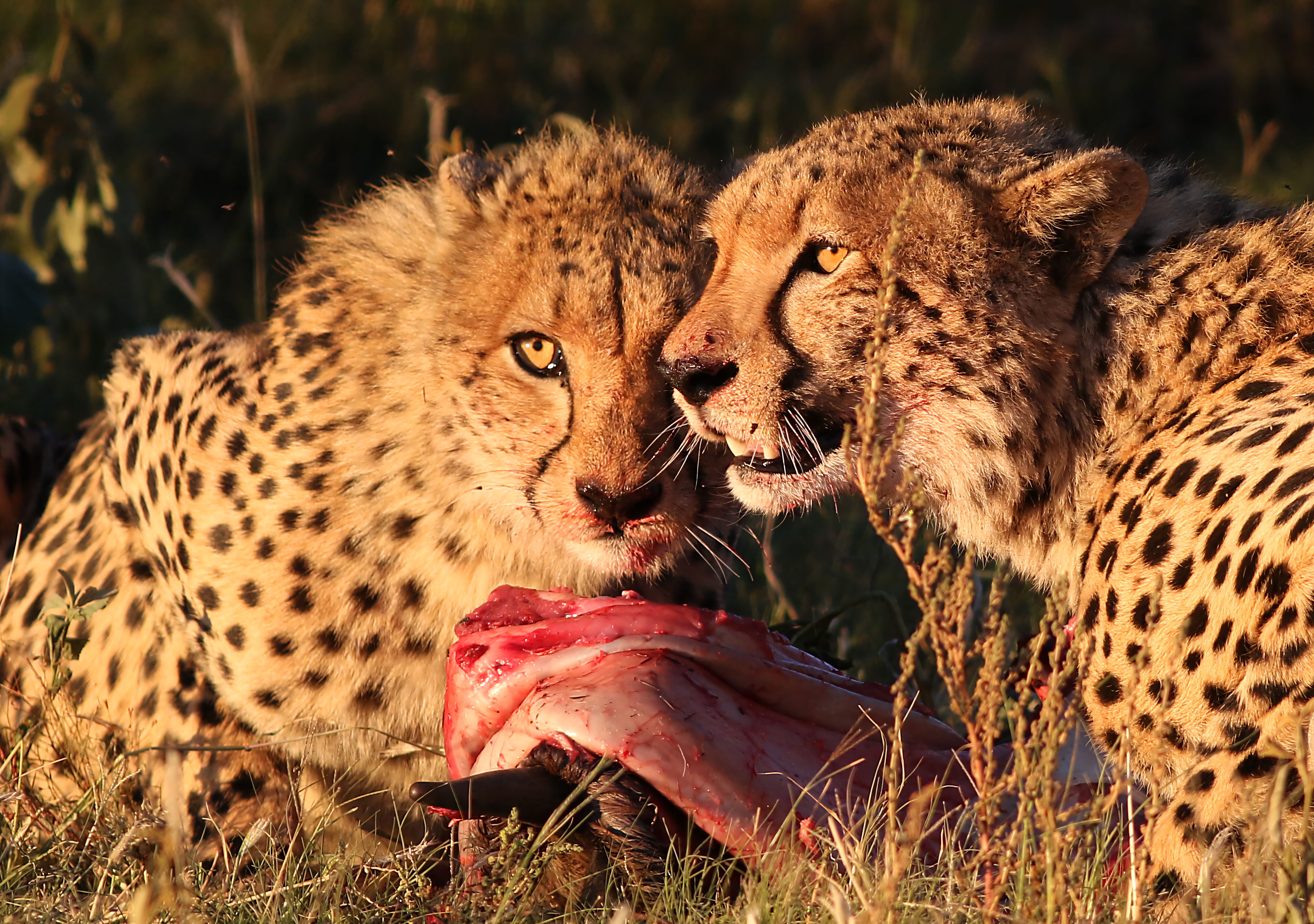 Cheetah