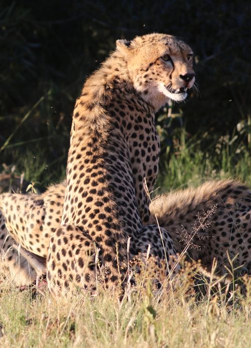 Free A pair of cheetahs basking in the sun on African grass, exhibiting grace and agility. Perfect for nature enthusiasts. Stock Photo