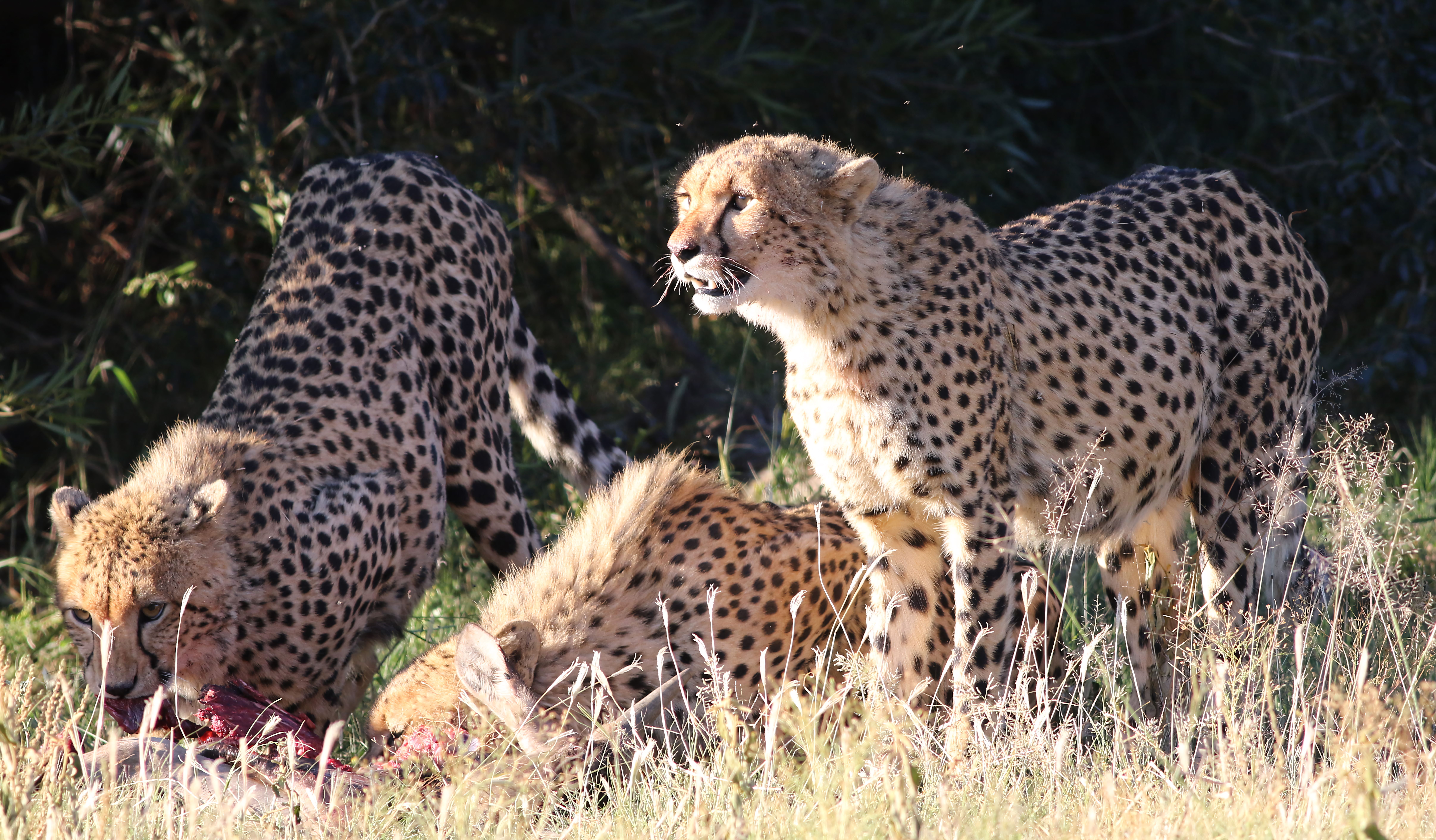 Cheetah Trio Hunting in African Grassland · Free Stock Photo