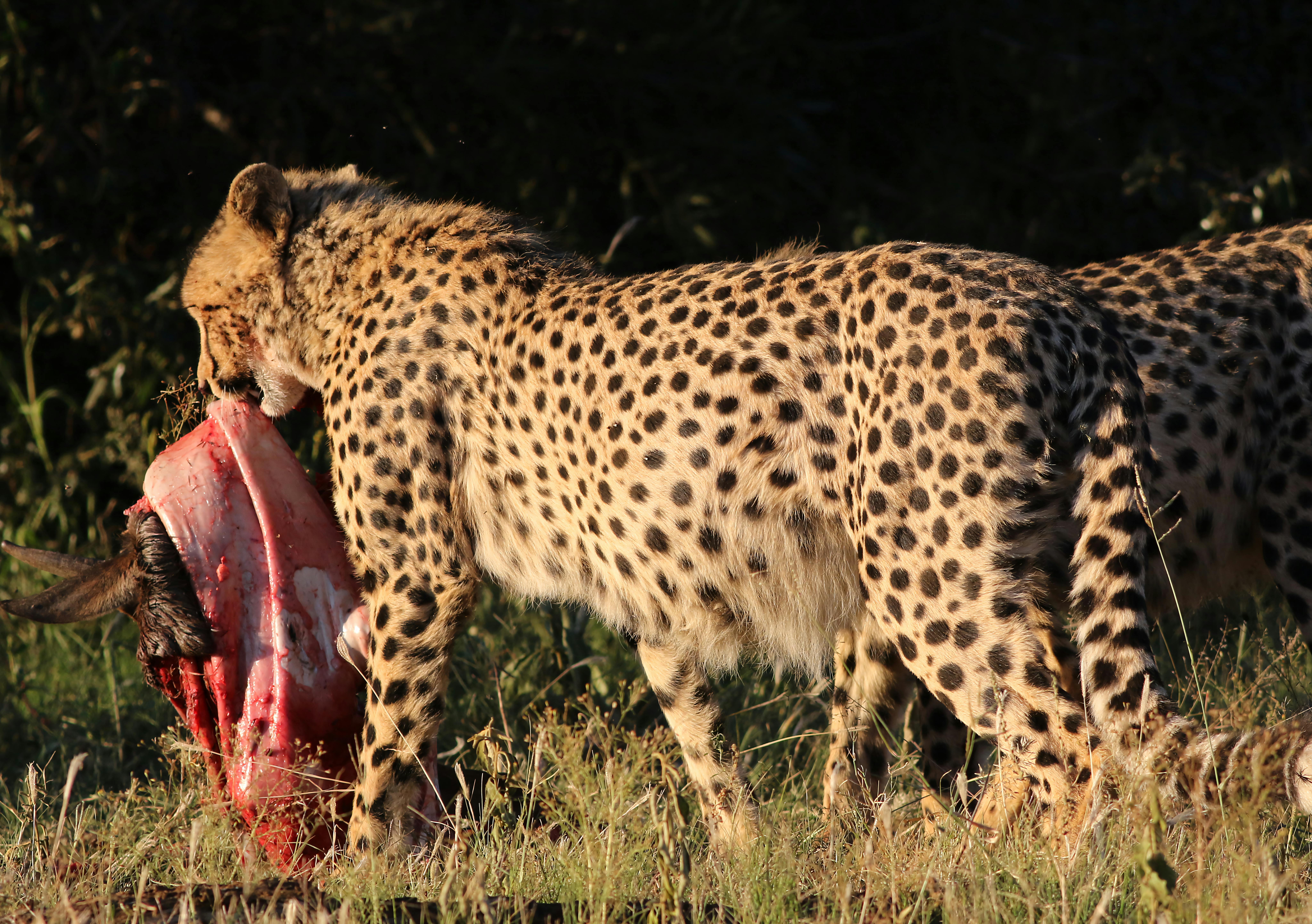 A cheetah feasts on its prey during a vivid display of nature's predator-prey dynamics in a South African park.