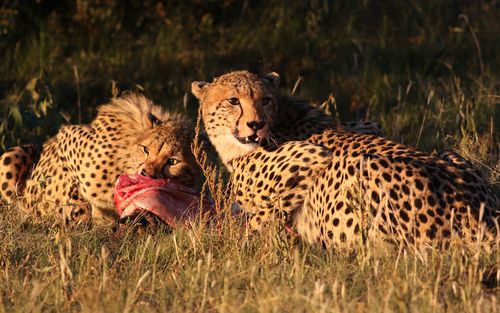 Free Two cheetahs enjoying a meal in the wild African savannah at sunset. Stock Photo