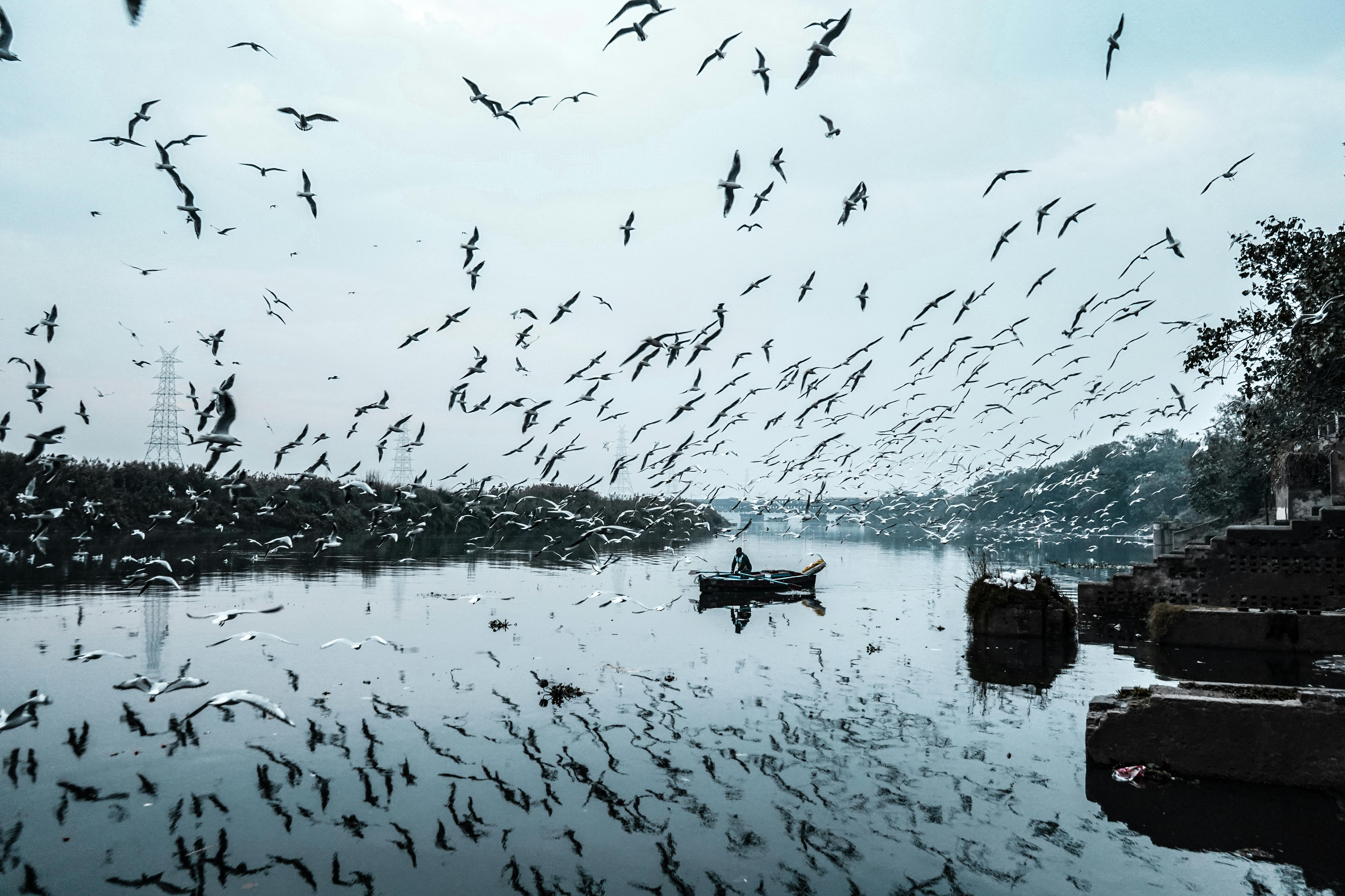 photo of birds flying during daytime