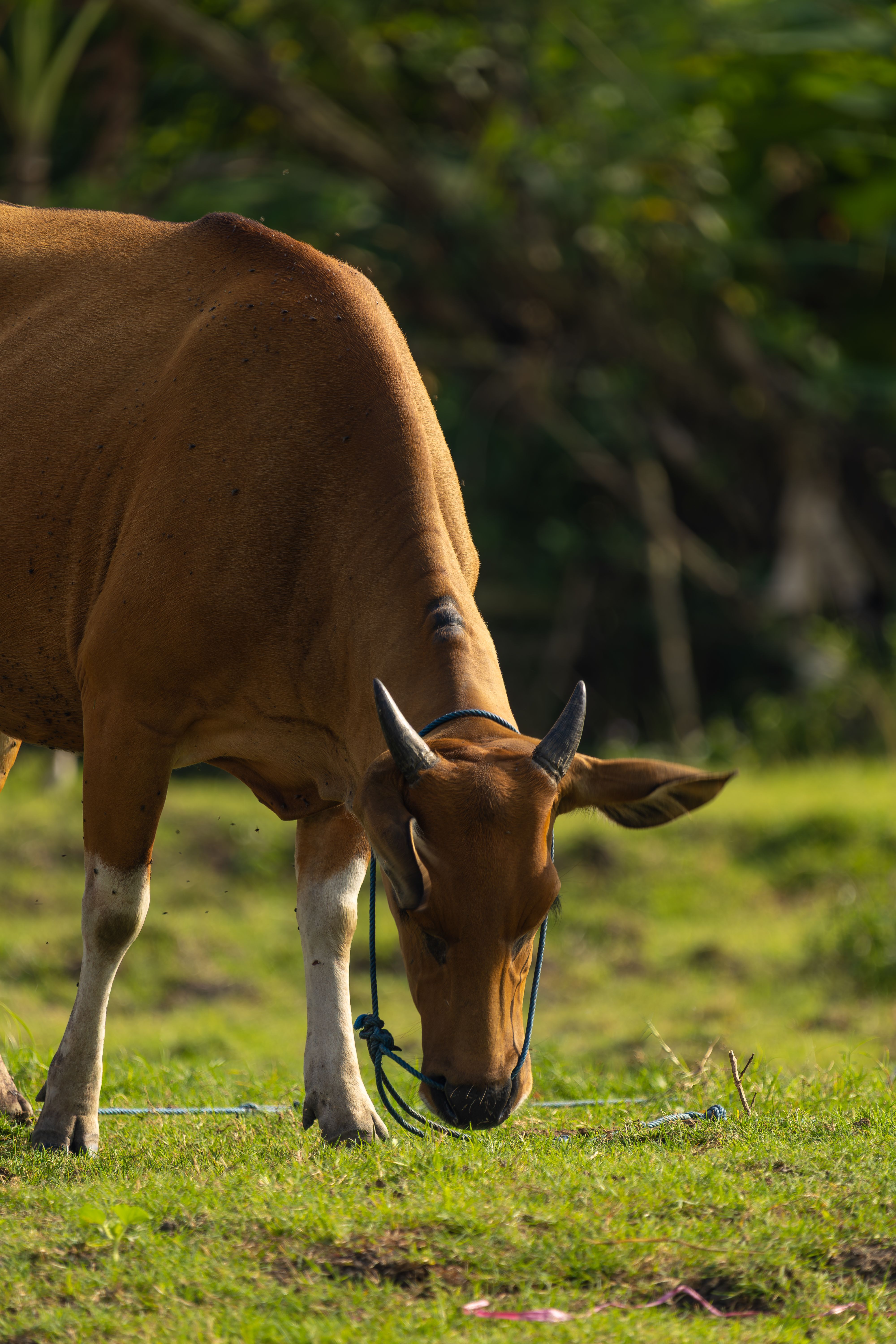 Brown Cow Grazing on Lush Green Pasture · Free Stock Photo