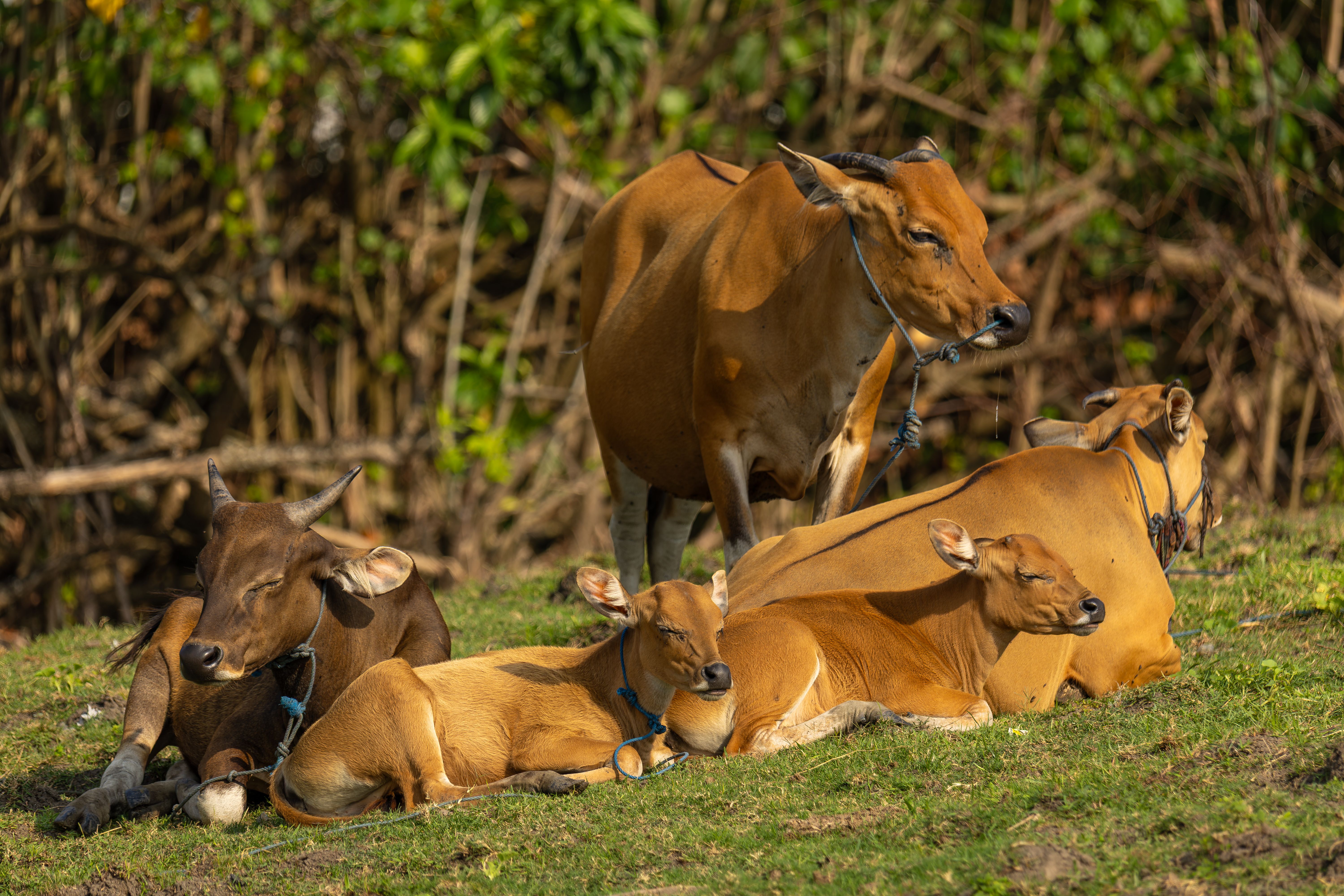 Group of Domestic Cows Resting on Green Pasture · Free Stock Photo
