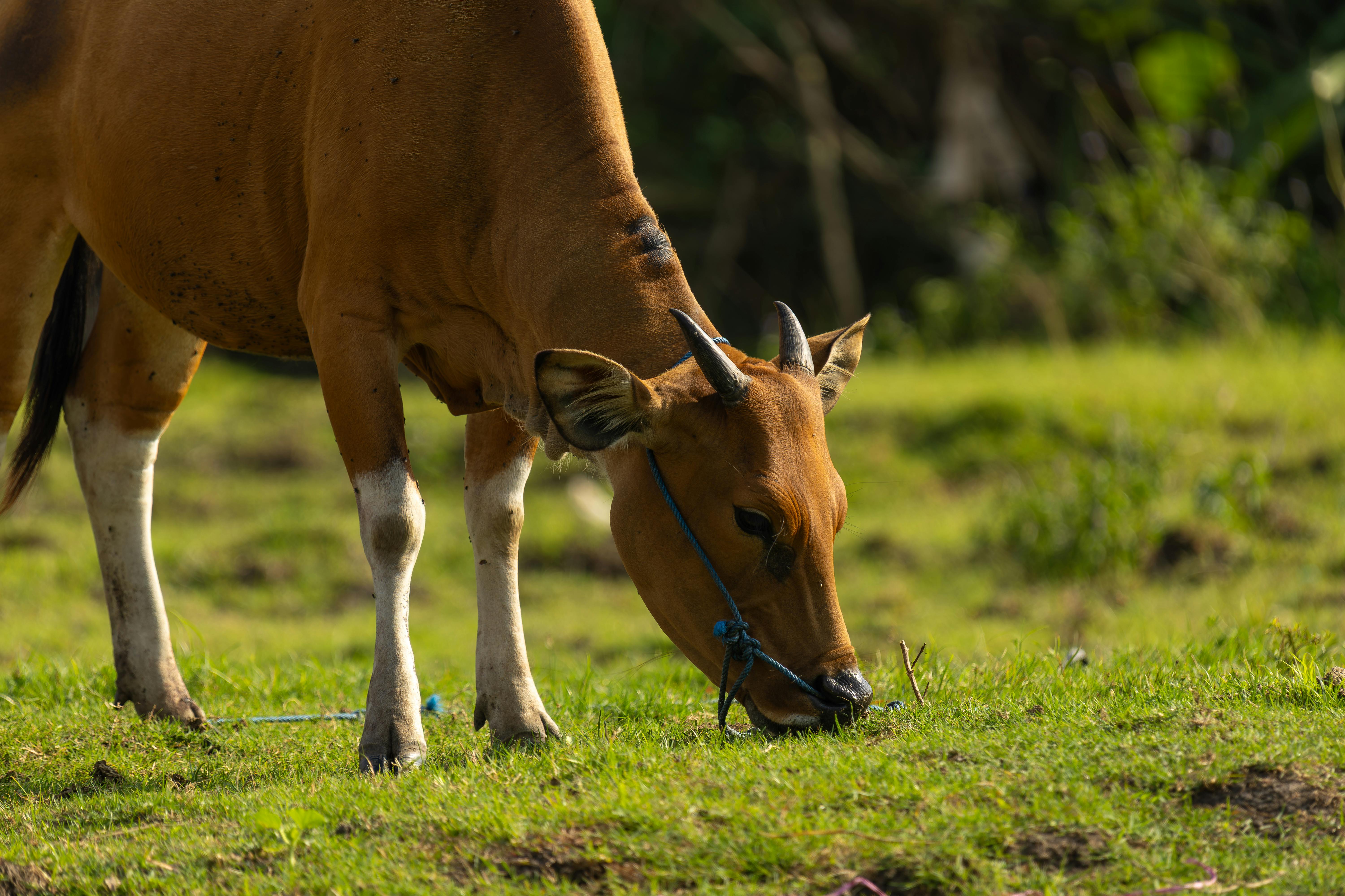 grátis Uma vaca marrom com chifres pasta na grama verde em um campo ensolarado ao ar livre. Foto profissional
