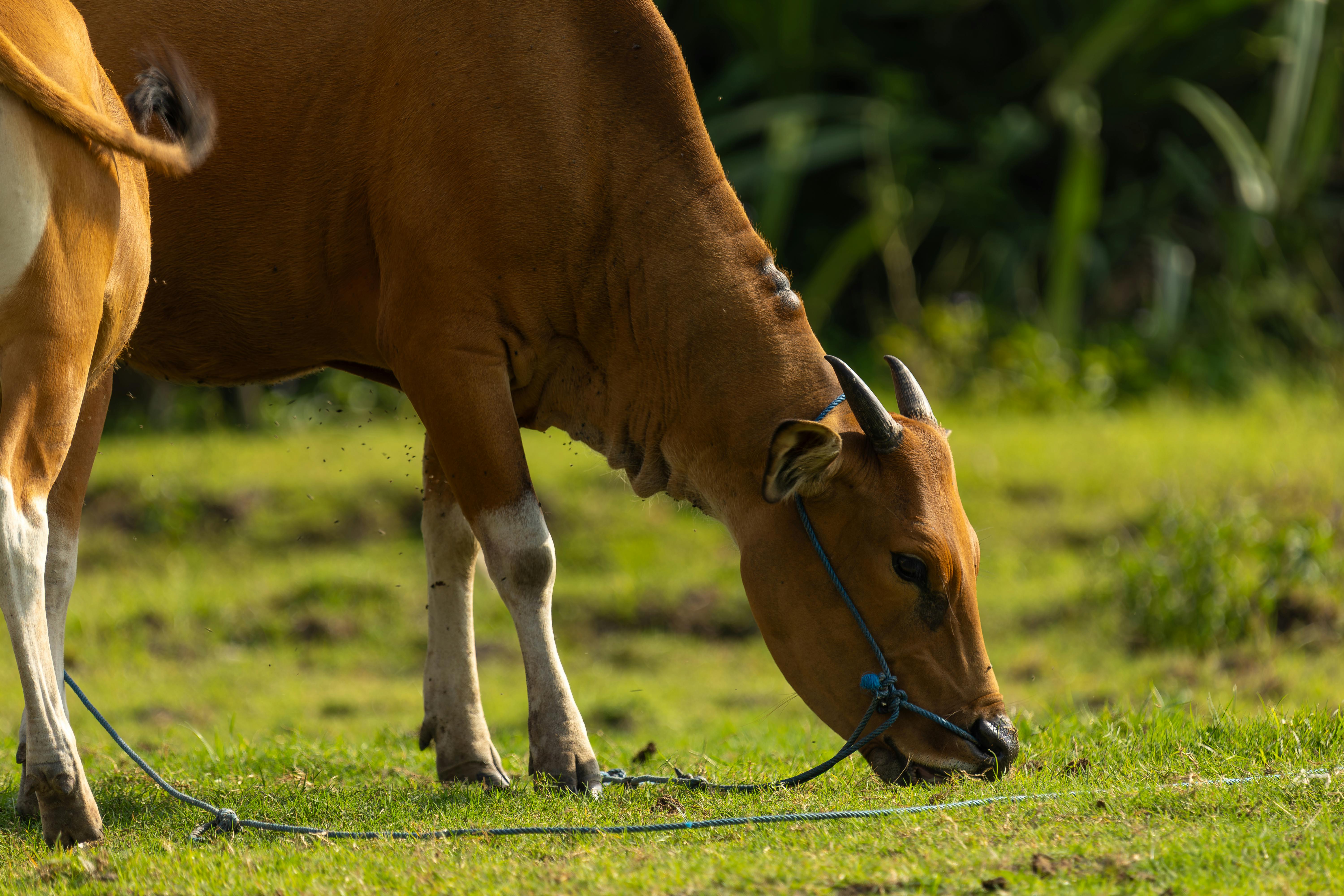 Gratuit Une vache brune broutant de l'herbe verte luxuriante dans un pâturage extérieur ensoleillé. Photos