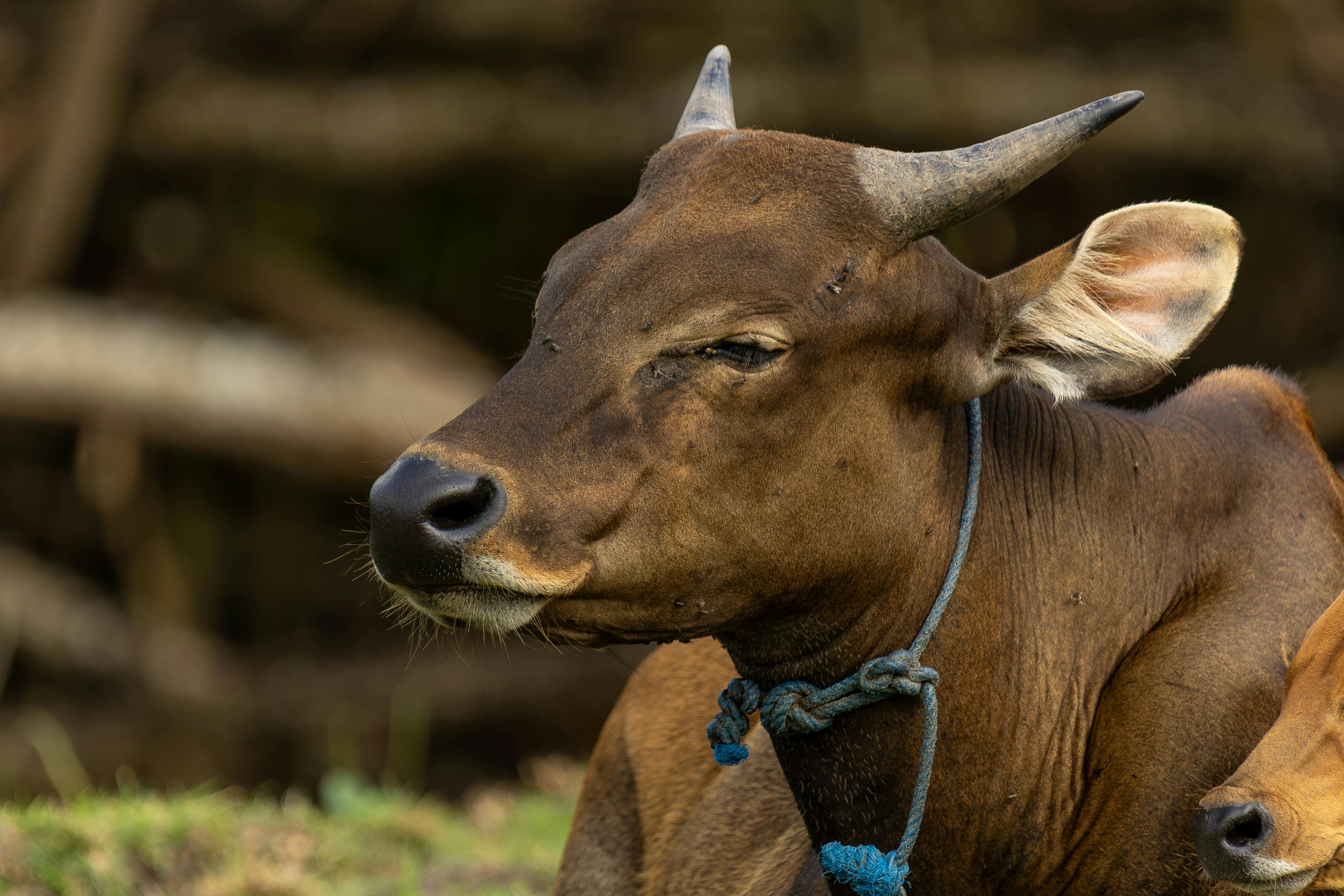 grátis Foto profissional grátis de agricultura, agricultura tradicional, ambiente rural Foto profissional