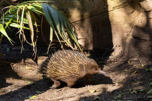 Free Echidna foraging in a sunlit forest area, Doonside, New South Wales. Stock Photo