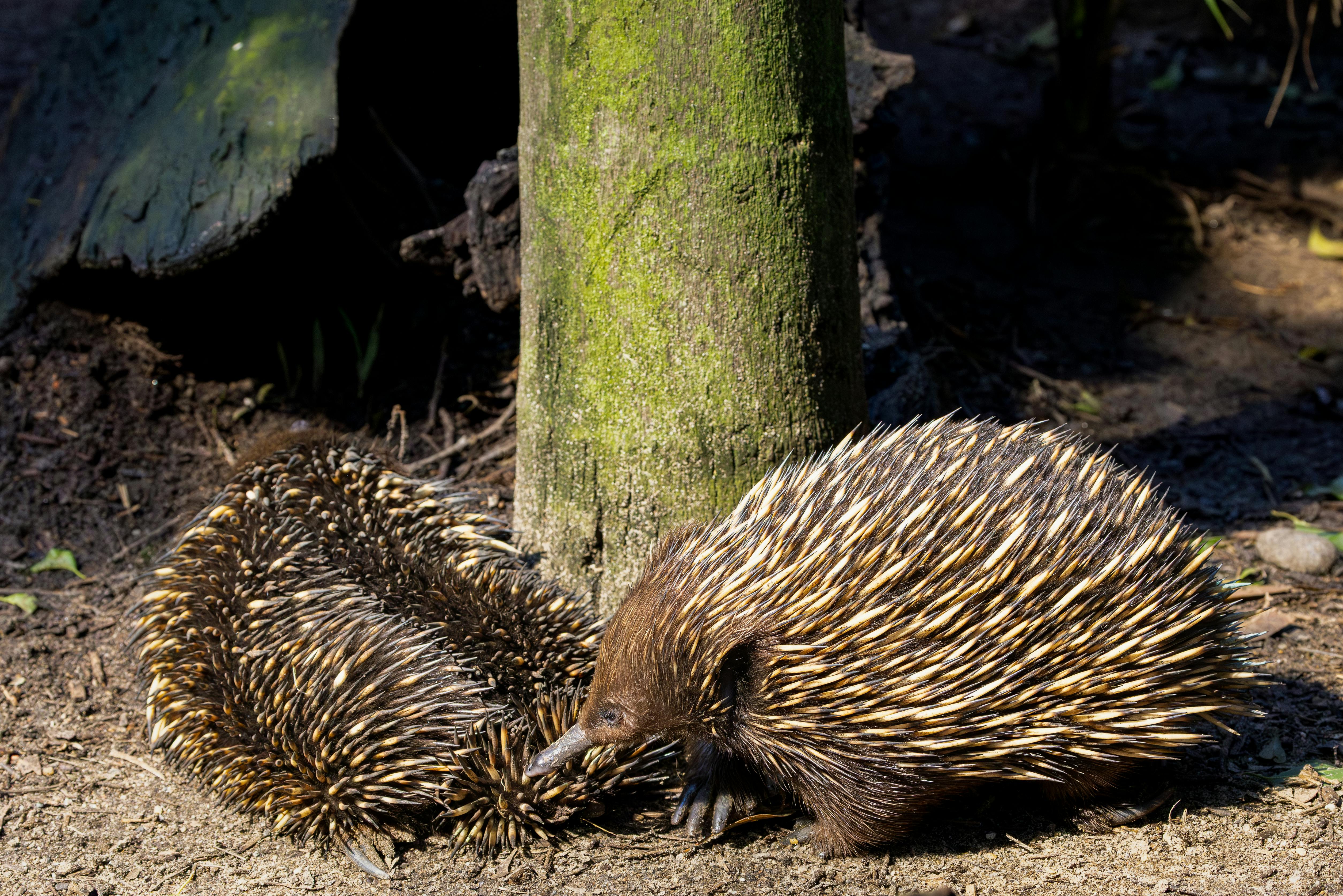 Short-Beaked Echidna Breeding Season — Tasmania Australia