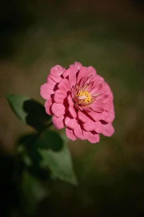 Free Close-up of a vibrant pink zinnia flower in full bloom, shot in natural sunlight. Stock Photo