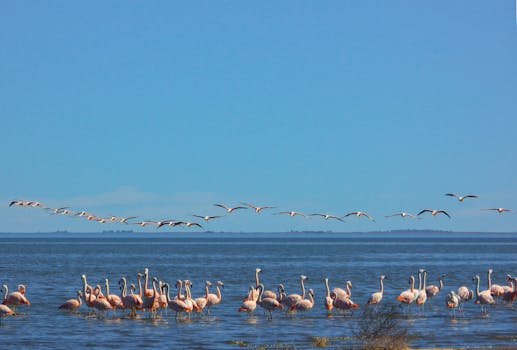 Chilean flamingos wading and flying over Laguna Epecuén, showcasing their pink plumage.