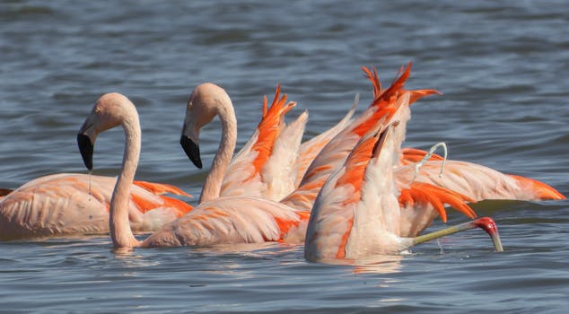 Chilean flamingos gracefully wading in Carhué's serene salt lake.