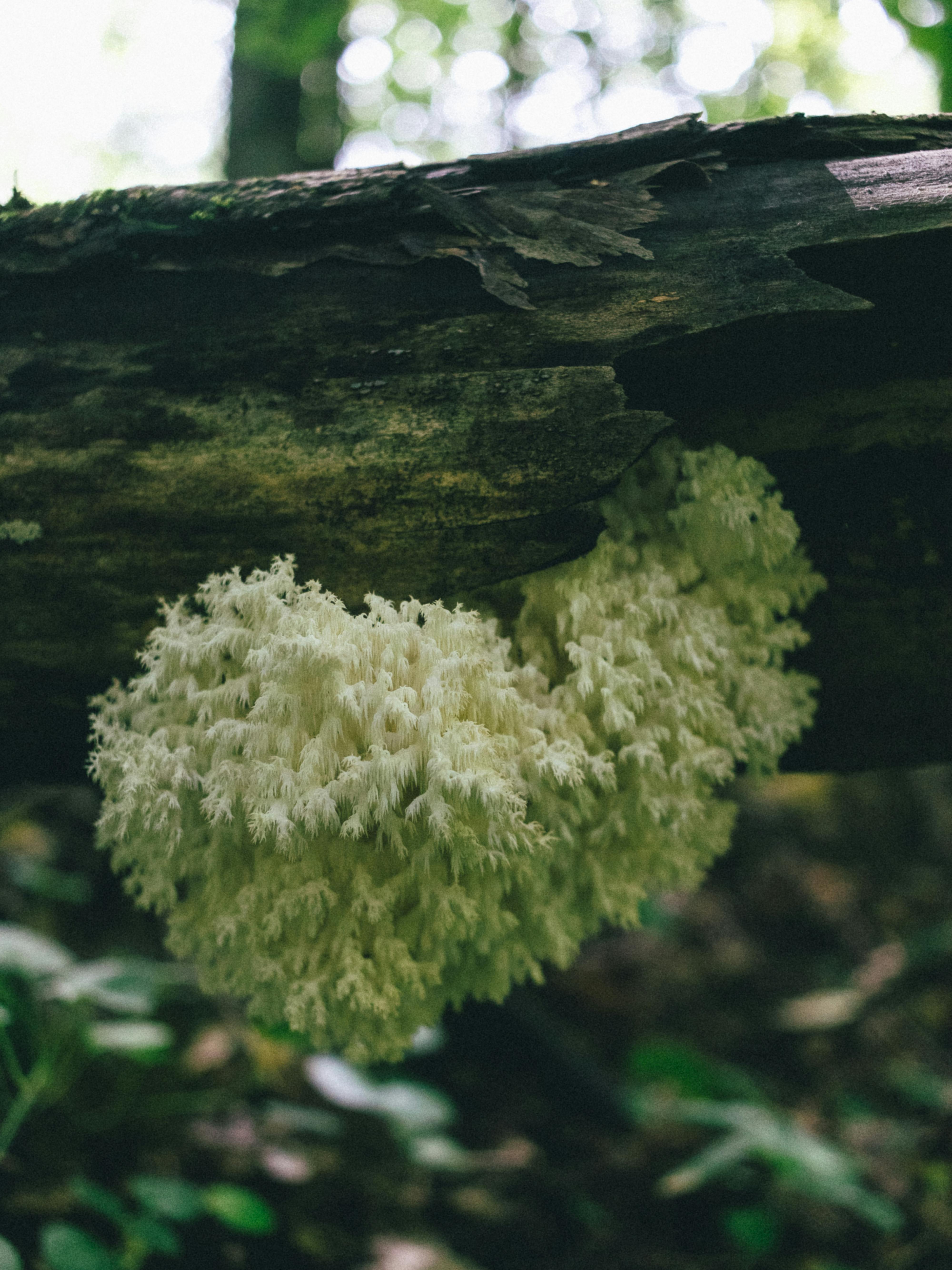 Lion's mane mushrooms sold whole look nothing like the standardized extracts and mycelia preparations compared across clinical trials.