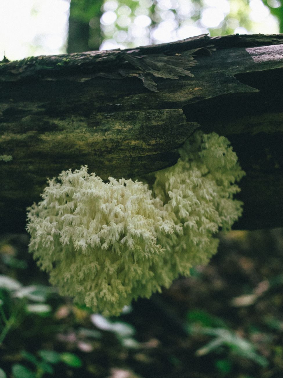 Lion's mane mushrooms sold whole look nothing like the standardized extracts and mycelia preparations compared across clinical trials.