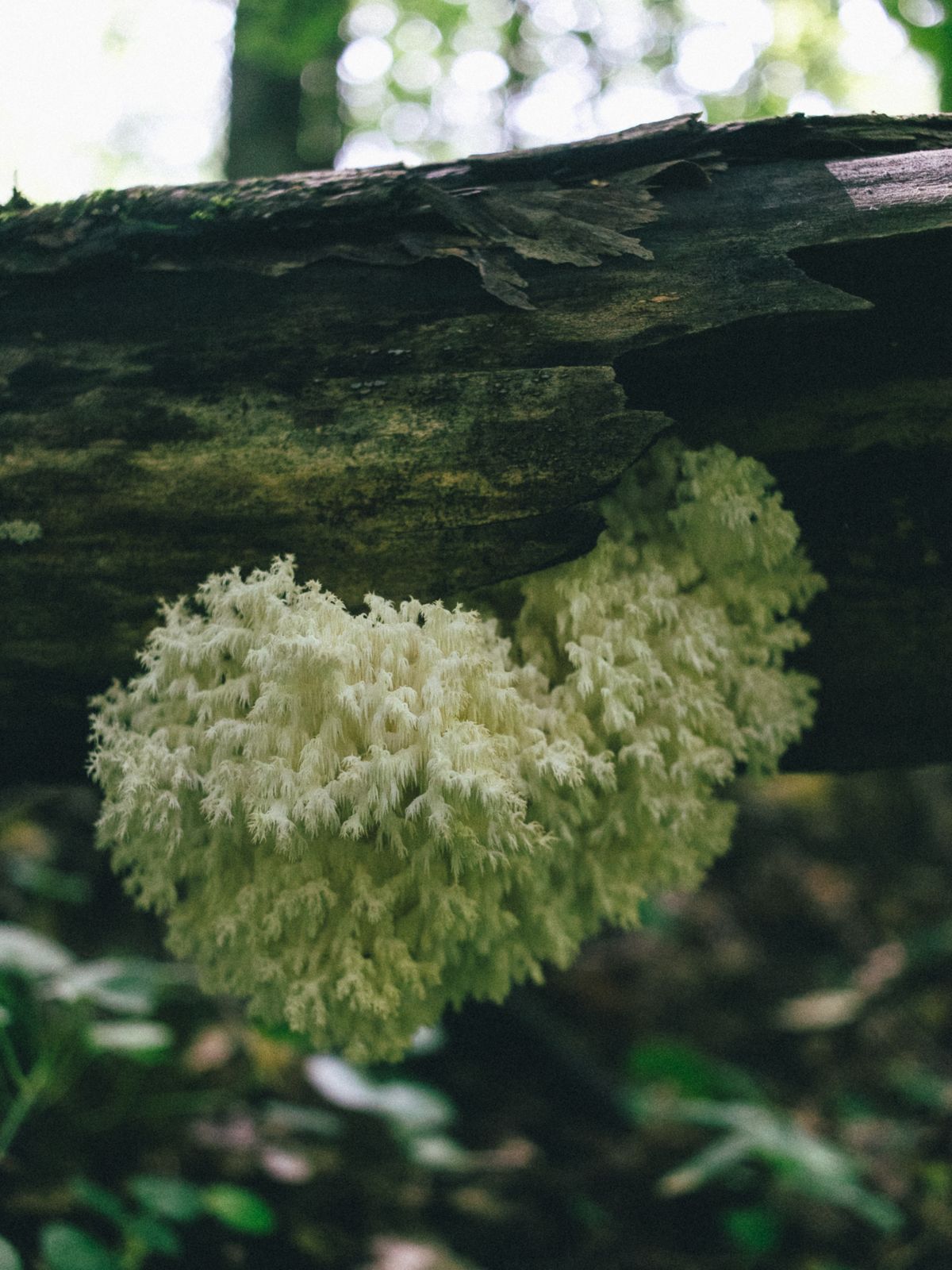 Hongo Melena de León (Hericium erinaceus) creciendo sobre un tronco en el bosque