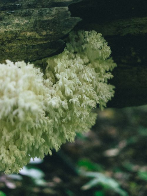A white lion’s mane mushroom on a log