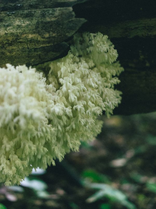 Lion's Mane