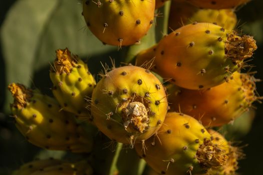 Detailed view of ripe prickly pear cactus fruits, showcasing textures and colors.