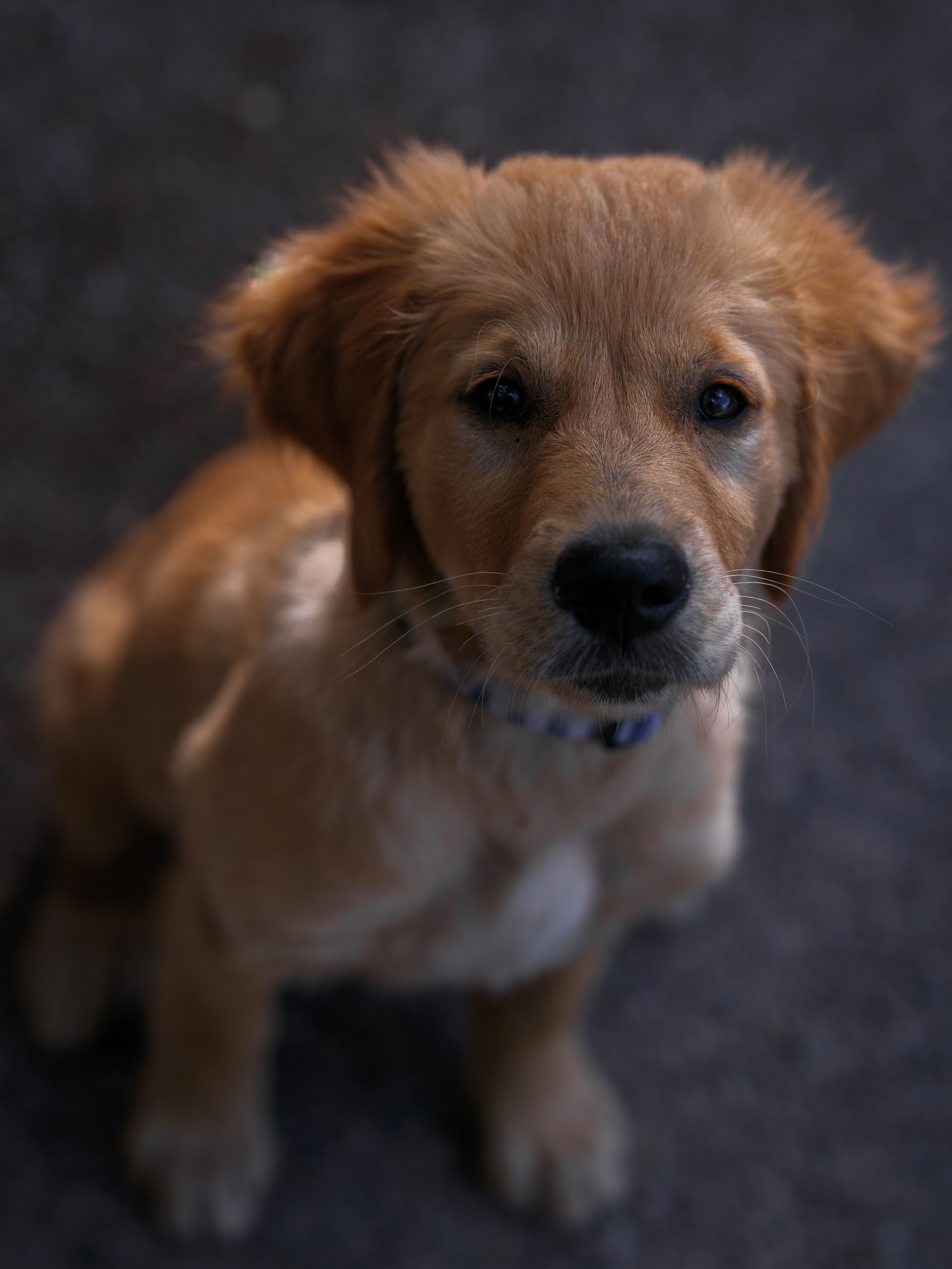 Adorable Golden Retriever Puppy Portrait · Free Stock Photo