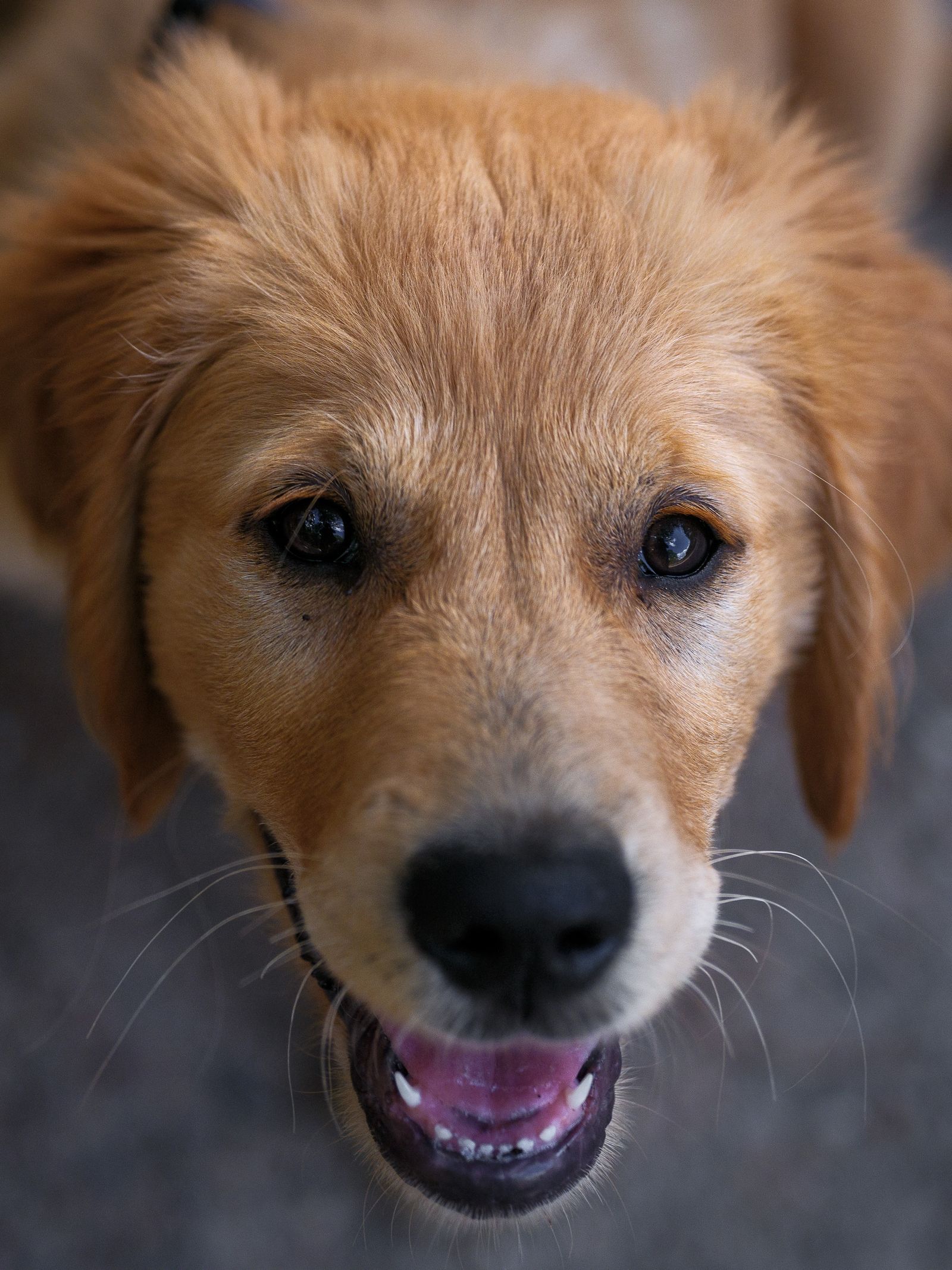 Cachorro golden retriever