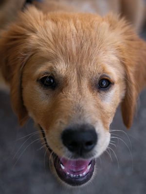 Dog stock photo used for demo profile Sunny