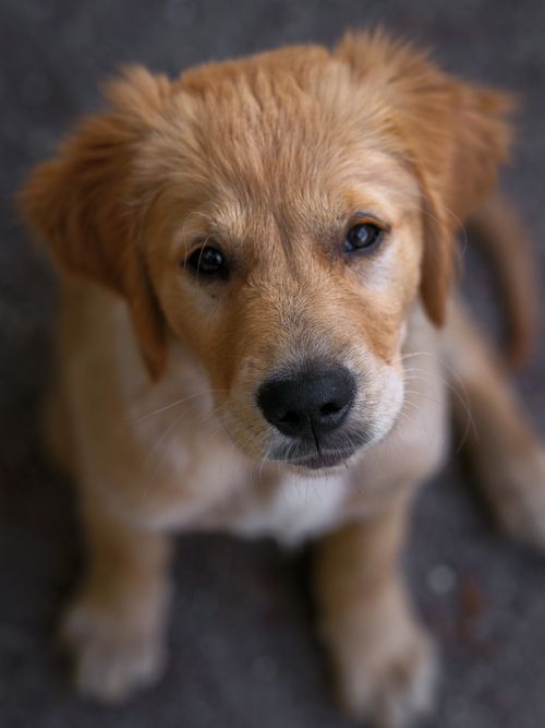 Free Adorable golden retriever puppy with soft fur and gentle eyes, sitting attentively. Stock Photo