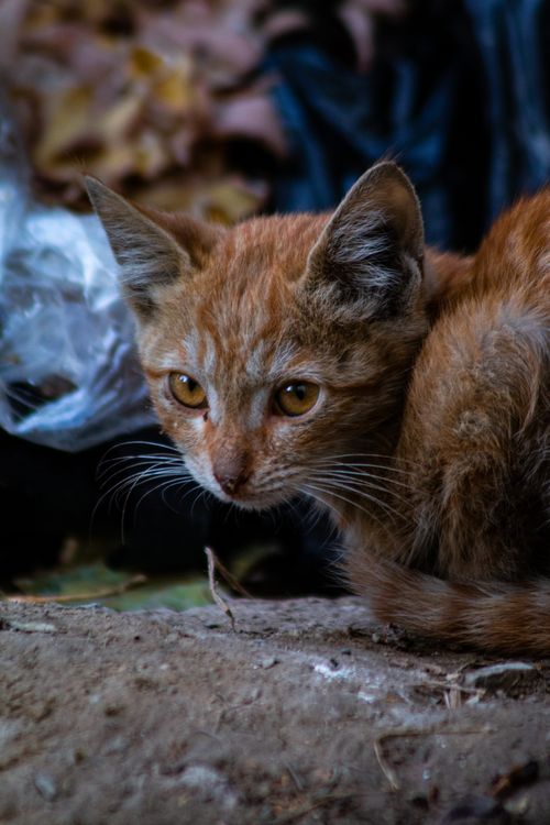 Free A ginger tabby cat resting outdoors, capturing its curious expression and detailed fur texture. Stock Photo