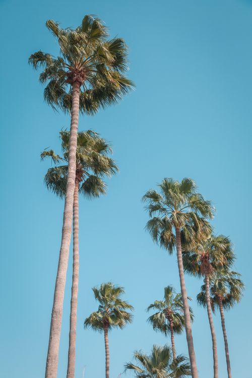 Free Catch the essence of Los Angeles with tall palm trees against a clear blue sky, California vibe. Stock Photo