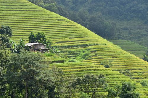 Free Vibrant rice terraces with a rustic house nestled in lush mountainside landscape. Stock Photo