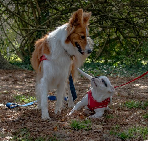 Free A large brown and white dog and a small white puppy on leashes in a forest setting, under dappled sunlight. Stock Photo